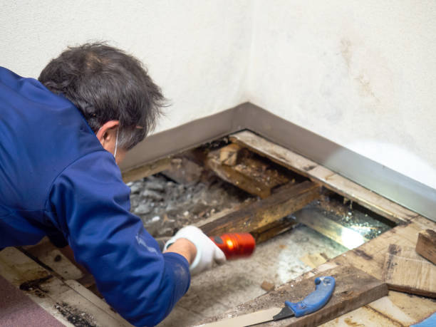 Professional Mold Remediation in Jefferson, OR