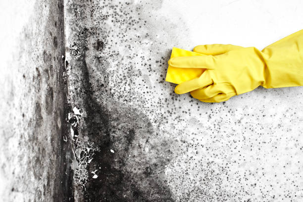 Best Mold Testing and Inspection Services in Jefferson, OR