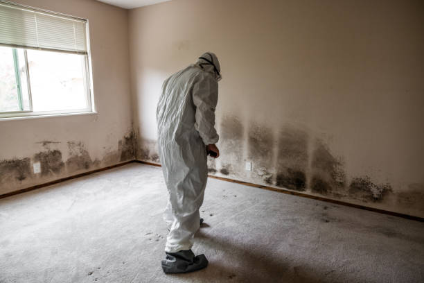 Professional Mold Remediation in Jefferson, OR